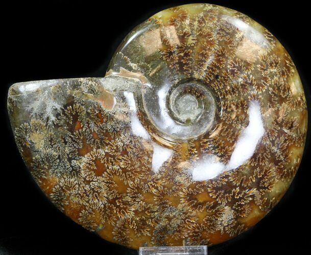 Cleoniceras Ammonite Fossil - Madagascar #32532